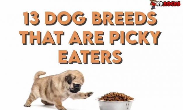 13 Dog Breeds That Are Picky Eaters