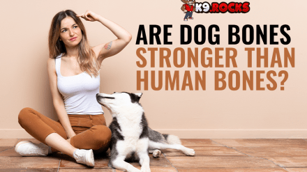 Are Dog Bones Stronger Than Human Bones?