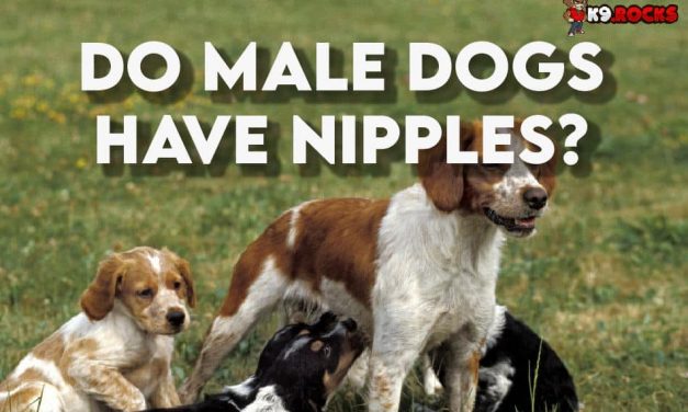 Do Male Dogs Have Nipples?