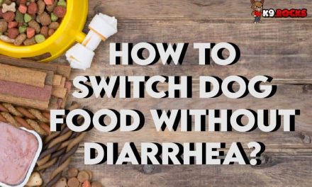 How to Switch Dog Food Without Getting Diarrhea?