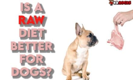 Is a Raw Food Diet Good For Dogs?
