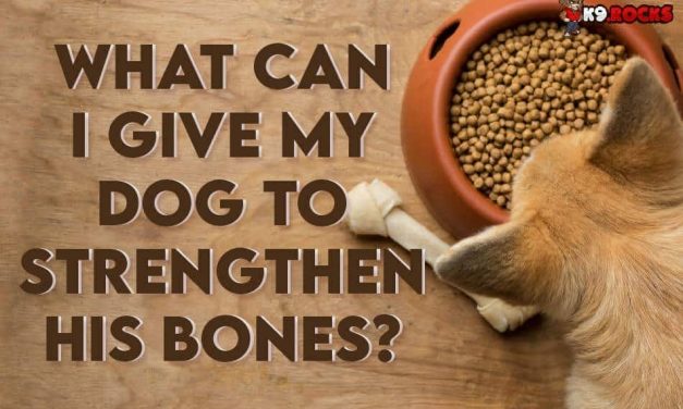 What Can I Give My Dog To Strengthen His Bones?