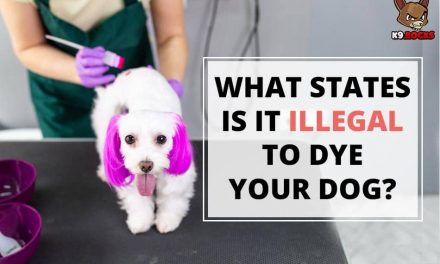 What States Is It Illegal to Dye Your Dog?