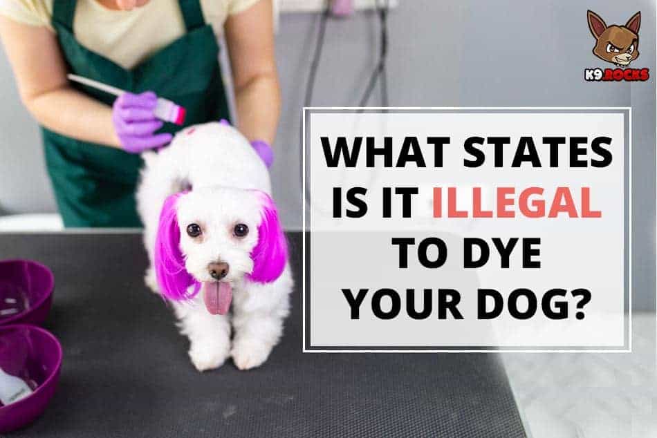 What States Is It Illegal to Dye Your Dog?