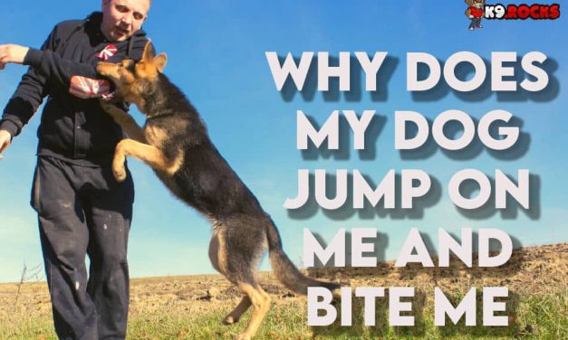 Why Does My Dog Jump on Me and Bite Me?