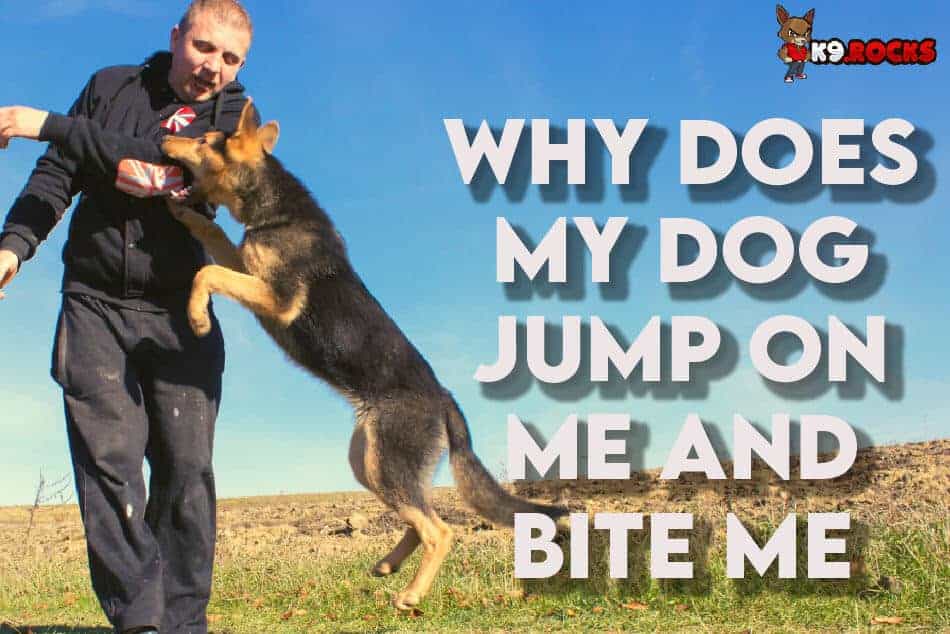 Why Does My Dog Jump on Me and Bite Me? - K9 Rocks