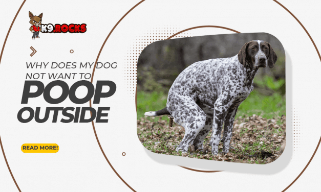 Why Does My Dog Not Want To Poop Outside?