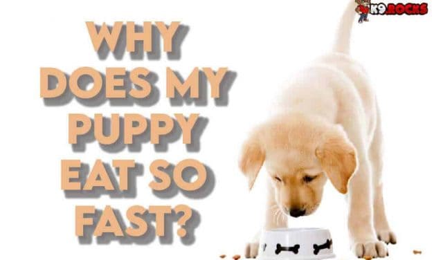 Why Does My Puppy Eat So Fast?