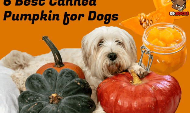 6 Best Canned Pumpkin for Dogs