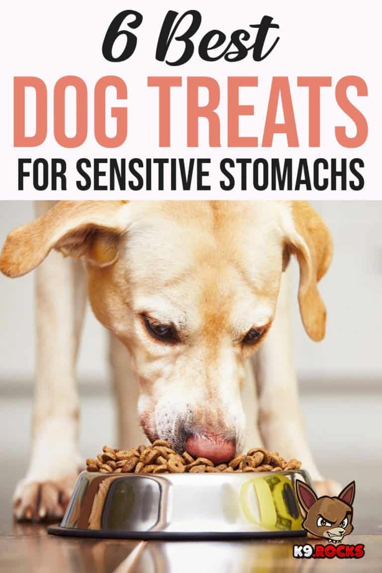 What Is The Best Dog Food For Dogs With Sensitive Stomachs And Allergies