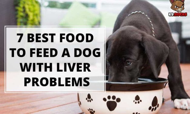 7 Best Food to Feed a Dog With Liver Problems