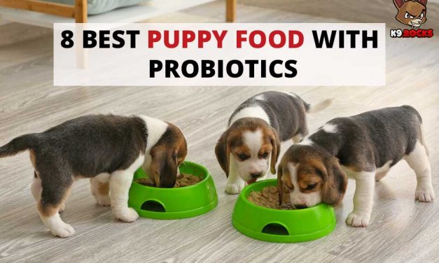 8 Best Puppy Food with Probiotics
