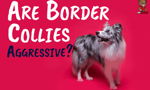Are Border Collies Aggressive?