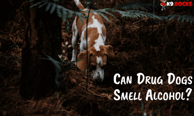 Can Drug Dogs Smell Alcohol?
