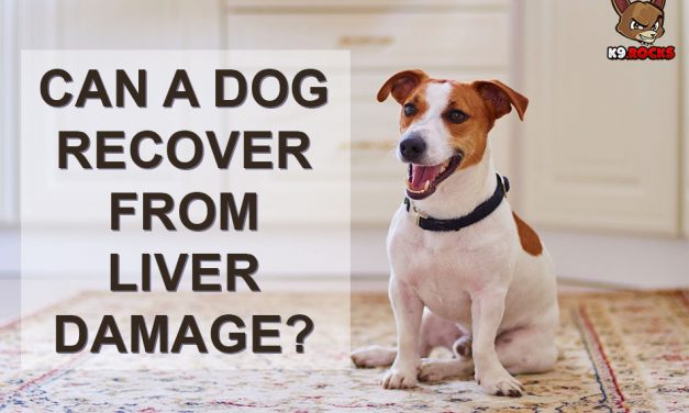 Can a Dog Recover From Liver Damage?