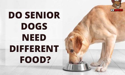 Do Senior Dogs Need Different Food?