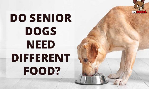 Do Senior Dogs Need Different Food?