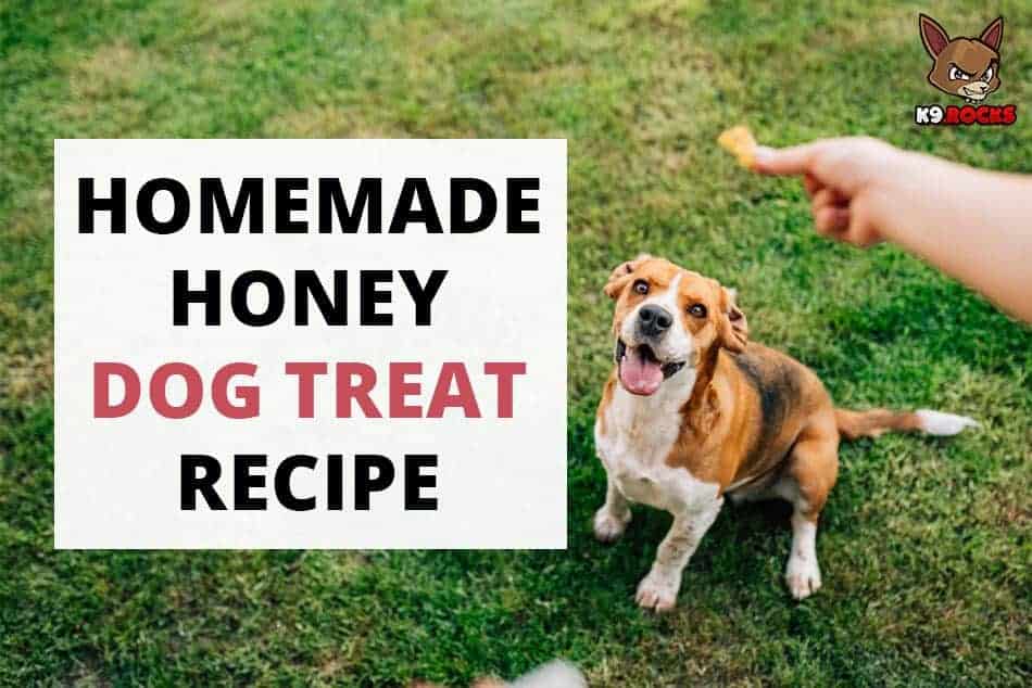 Homemade Honey Dog Treat Recipe - K9 Rocks