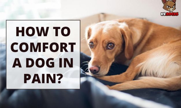 How to Comfort a Dog In Pain?