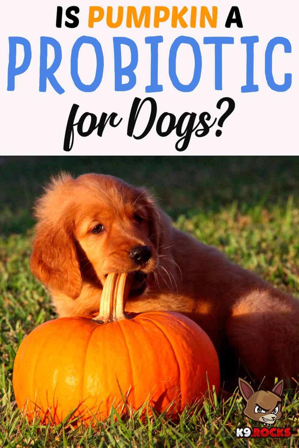 how much pumpkin do i give my dog for diarrhea