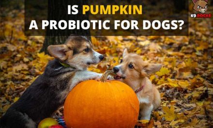 Is Pumpkin a Probiotic for Dogs?