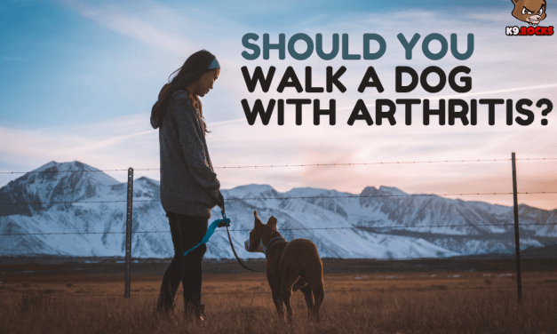 Should You Walk a Dog with Arthritis?