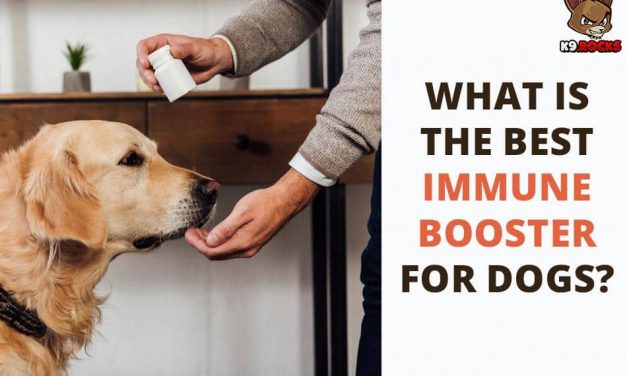 What Is the Best Immune Booster for Dogs?