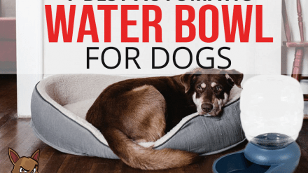 7 Best Automatic Water Bowl for Dogs