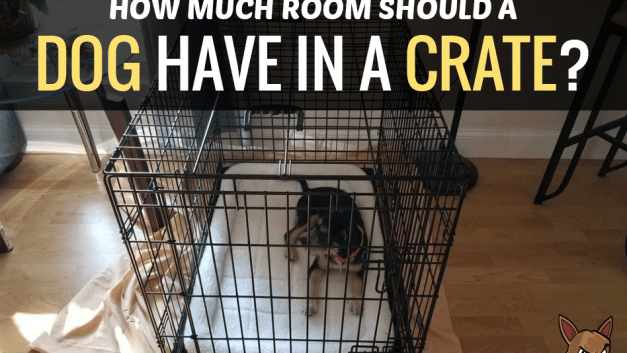 How Much Room Should a Dog Have in a Crate?