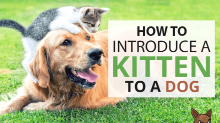 How To Introduce A Kitten To A Dog?