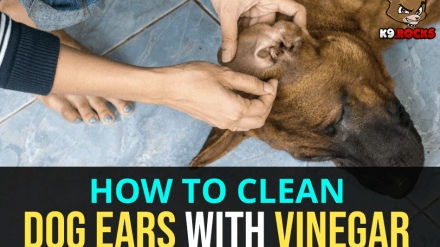How to Clean Dog Ears with Vinegar – The Easy Way