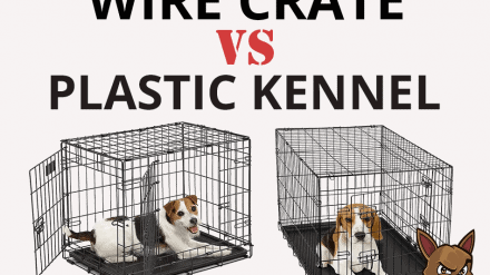 Wire Crate Vs Plastic Kennel