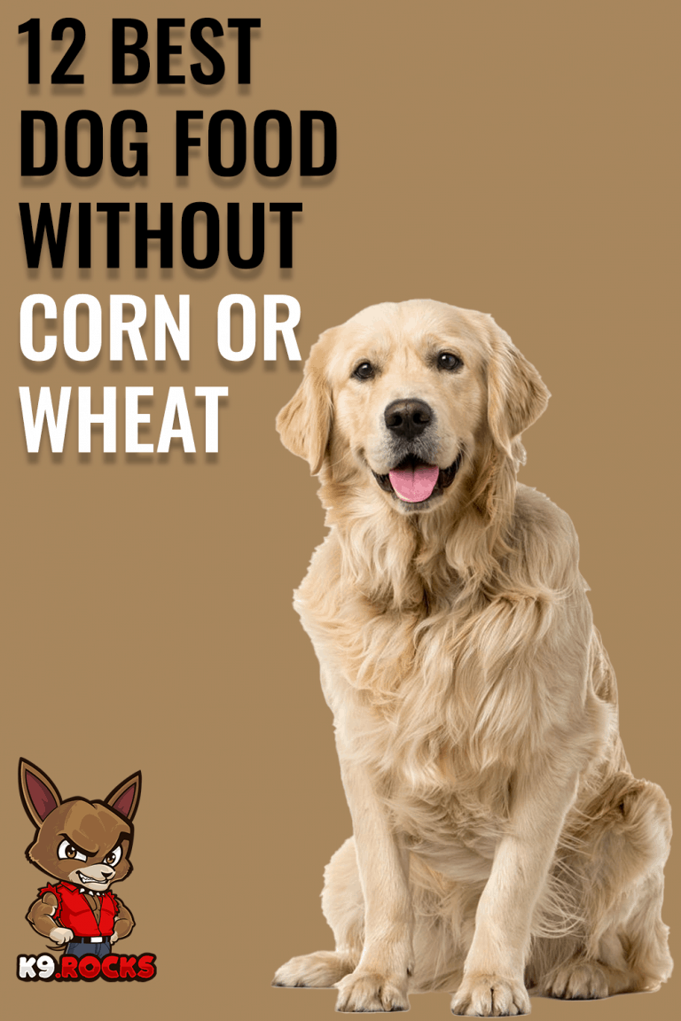 View of 12 Best Dog Food without Corn or Wheat - K9 Rocks
