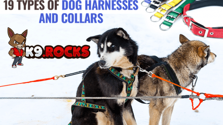 19 Types of Dog Harnesses and Collars