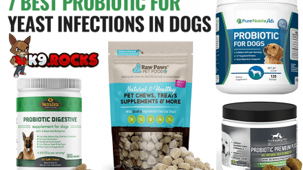 7 Best Probiotic for Yeast Infections In Dogs