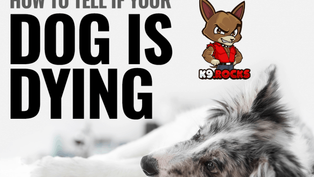 How To Tell If Your Dog Is Dying?