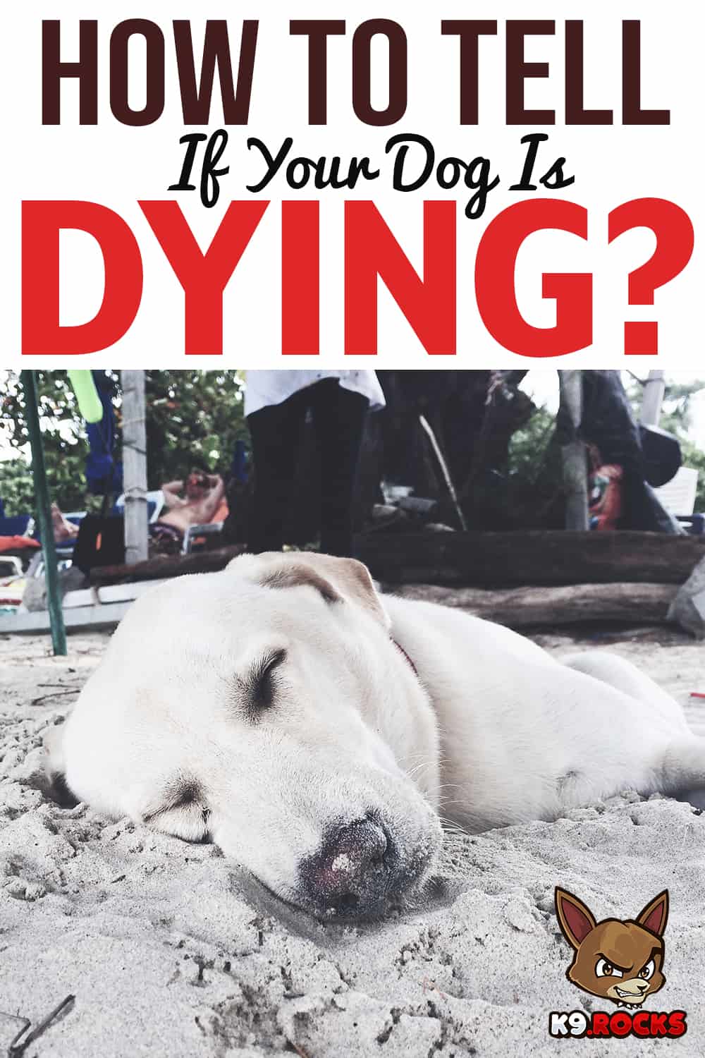 how do you know if dog is dying