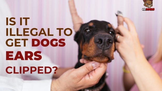 Is It Illegal To Get Dogs Ears Clipped?