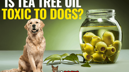Is Tea Tree Oil Toxic To Dogs?