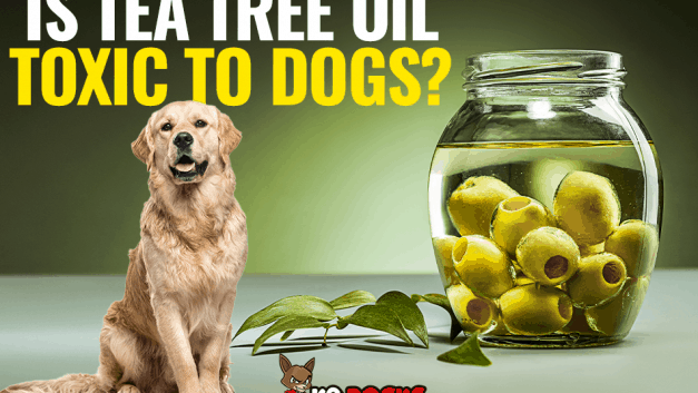 Is Tea Tree Oil Toxic To Dogs?
