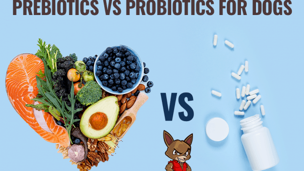 Prebiotics vs Probiotics for Dogs
