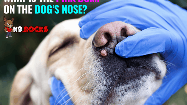 What Is The Pink Bump On The Dog’s Nose?