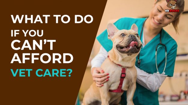 What To Do If You Can’t Afford Vet Care?