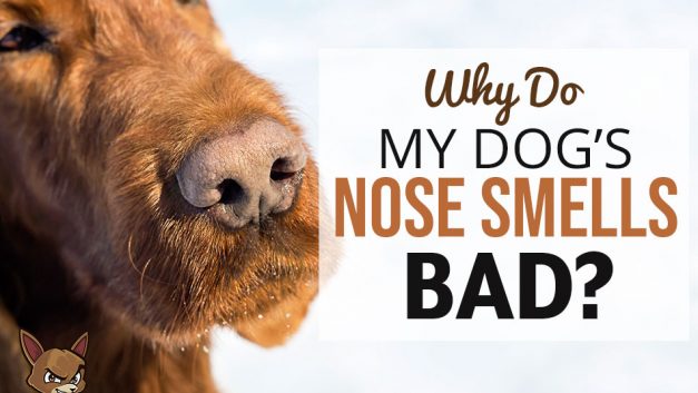 Why Do My Dog’s Nose Smells Bad?