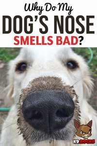 Why Do My Dog's Nose Smells Bad? - K9 Rocks