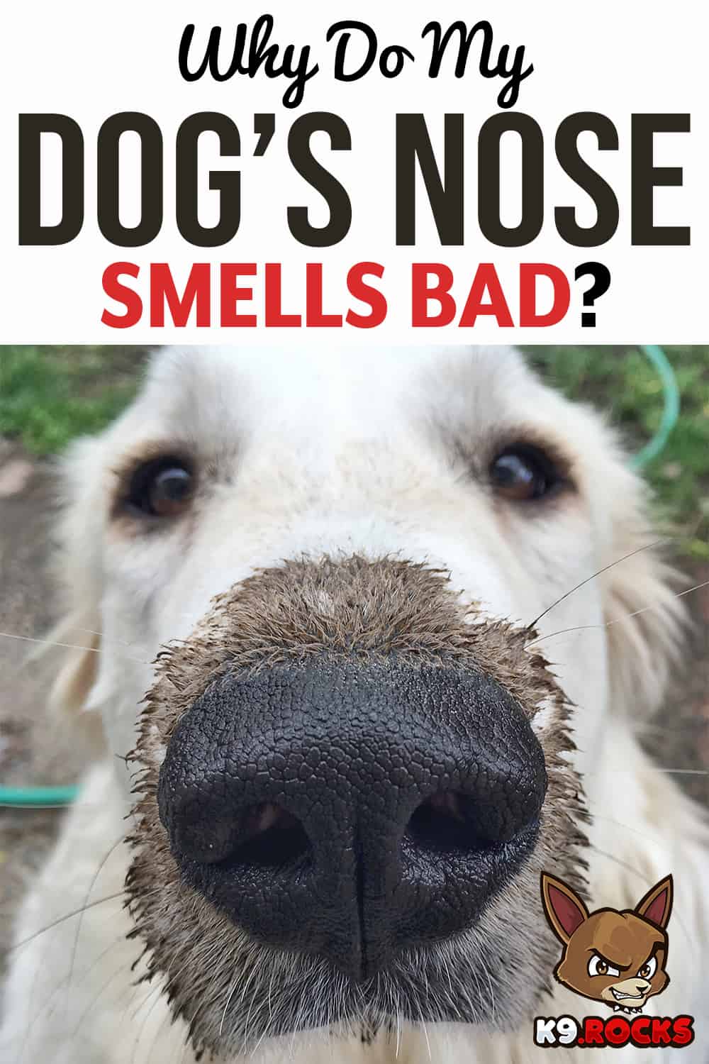 dog-smells-bad-reasons-your-dog-smells-bad-dog-smells-bad