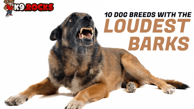 10 Dog Breeds with the Loudest Barks
