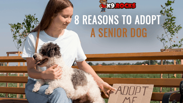 8 Reasons to Adopt a Senior Dog