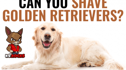 Can You Shave Golden Retrievers?