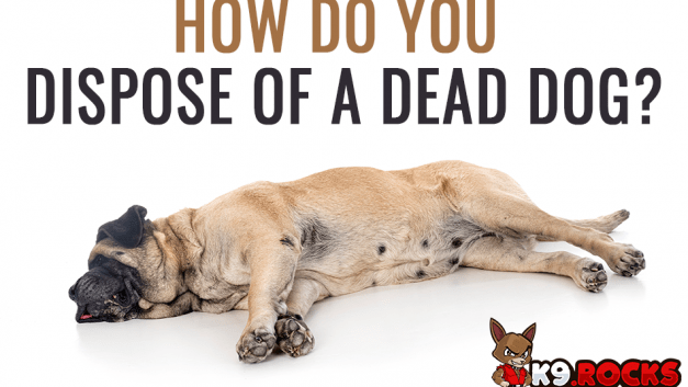 How Do You Dispose Of A Dead Dog?